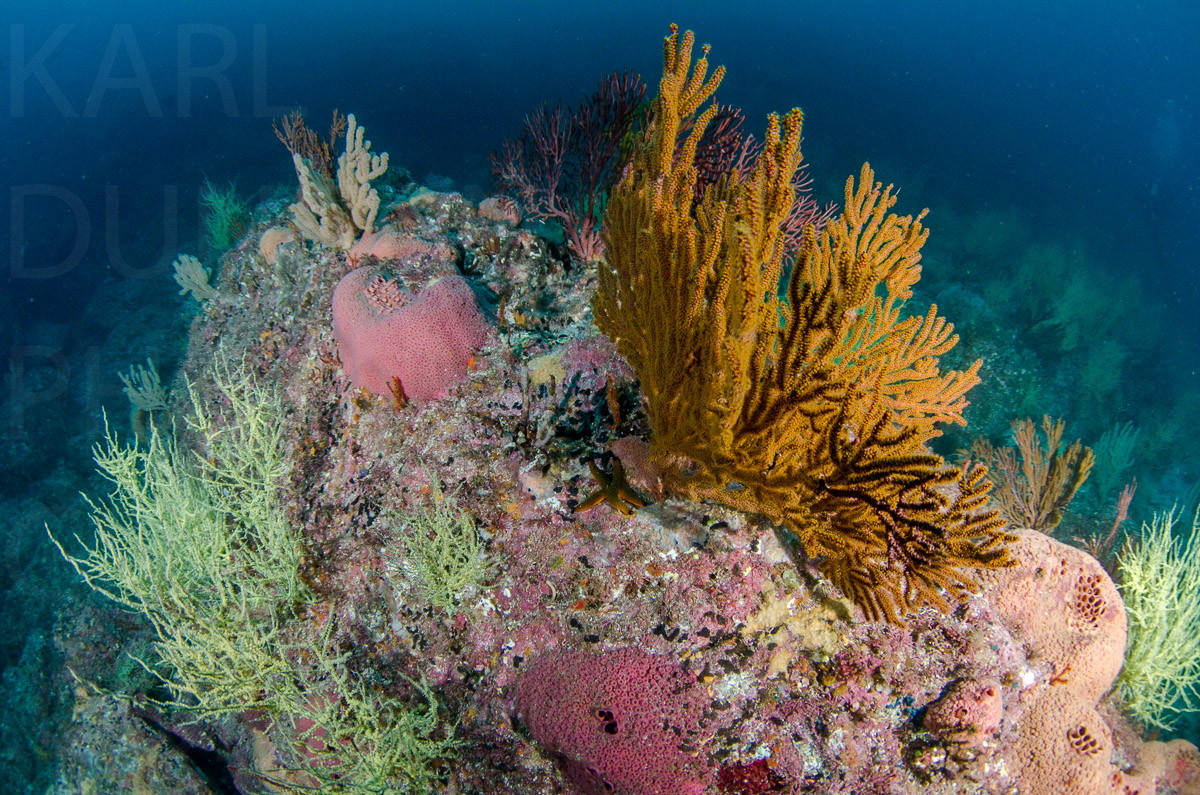 Karlduncanphoto-underwater-1538 image by Karl Duncan Photography