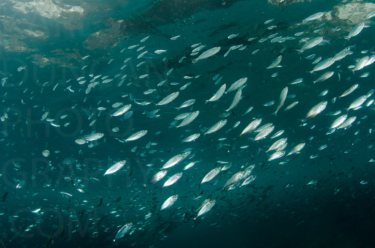 Karlduncanphoto-underwater-1638 image by Karl Duncan Photography