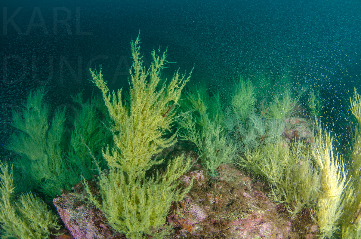 Karlduncanphoto-underwater-1810 image by Karl Duncan Photography