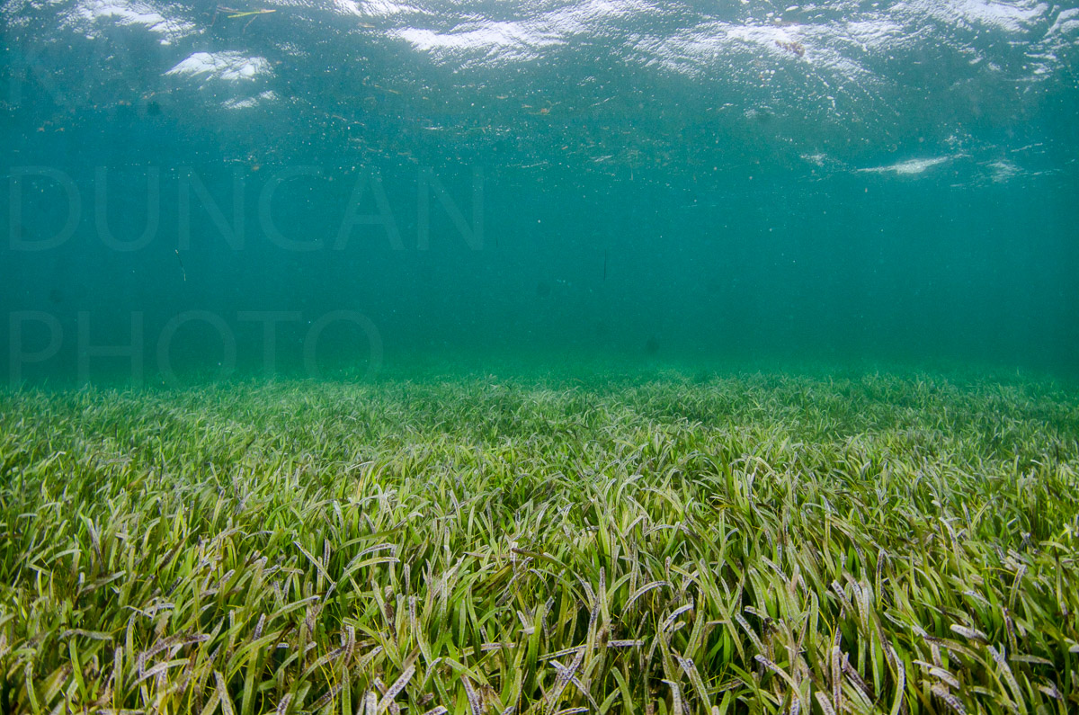 Karlduncanphoto-underwater-2931 image by Karl Duncan Photography