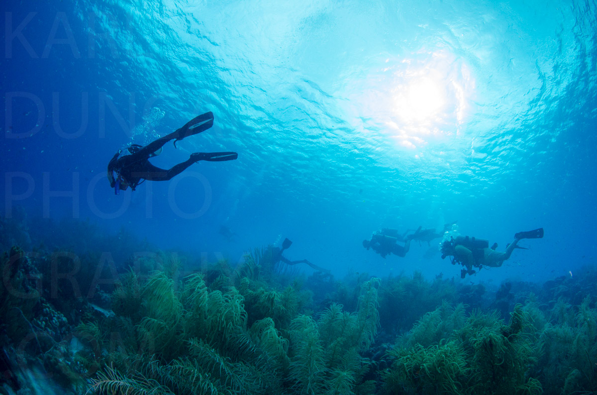 Karlduncanphoto-underwater-4660 image by Karl Duncan Photography