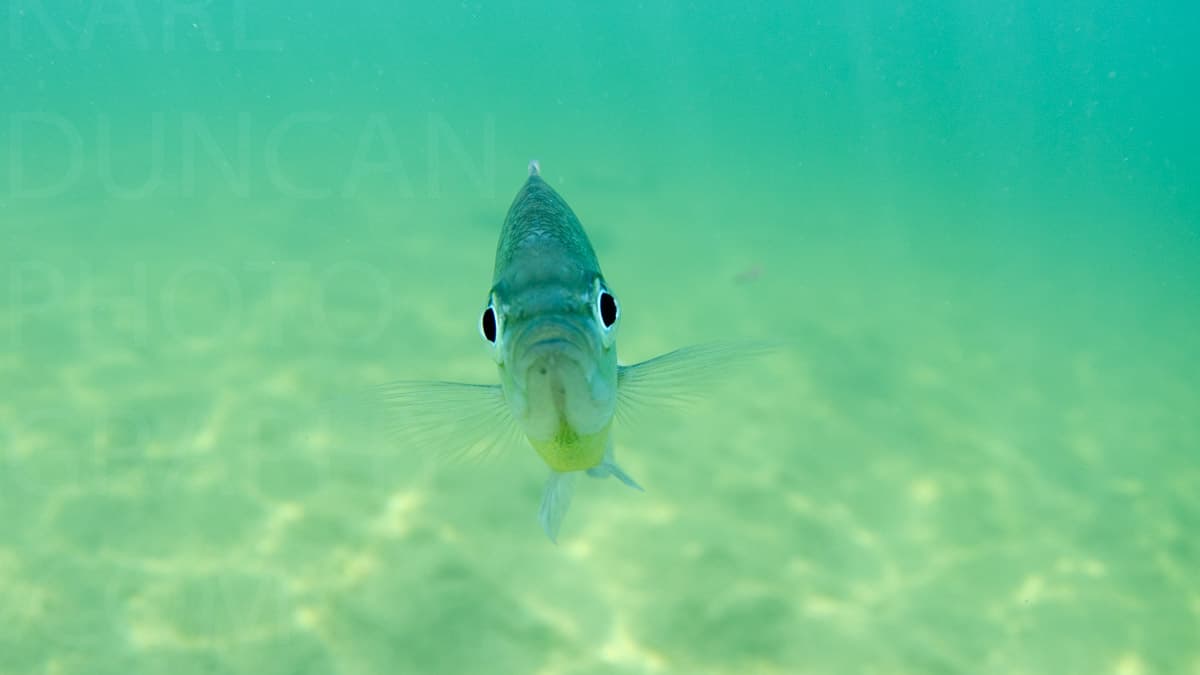 Karlduncanphoto-nature-1423 image by Karl Duncan Photography