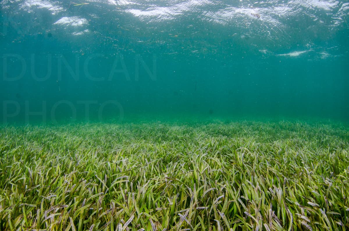 Karlduncanphoto-underwater-2931 image by Karl Duncan Photography