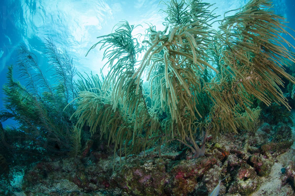 Karlduncanphoto-underwater-4119 image by Karl Duncan Photography