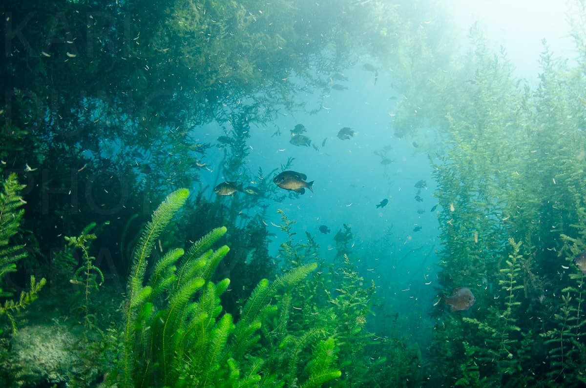 Karlduncanphoto-underwater-9767 image by Karl Duncan Photography