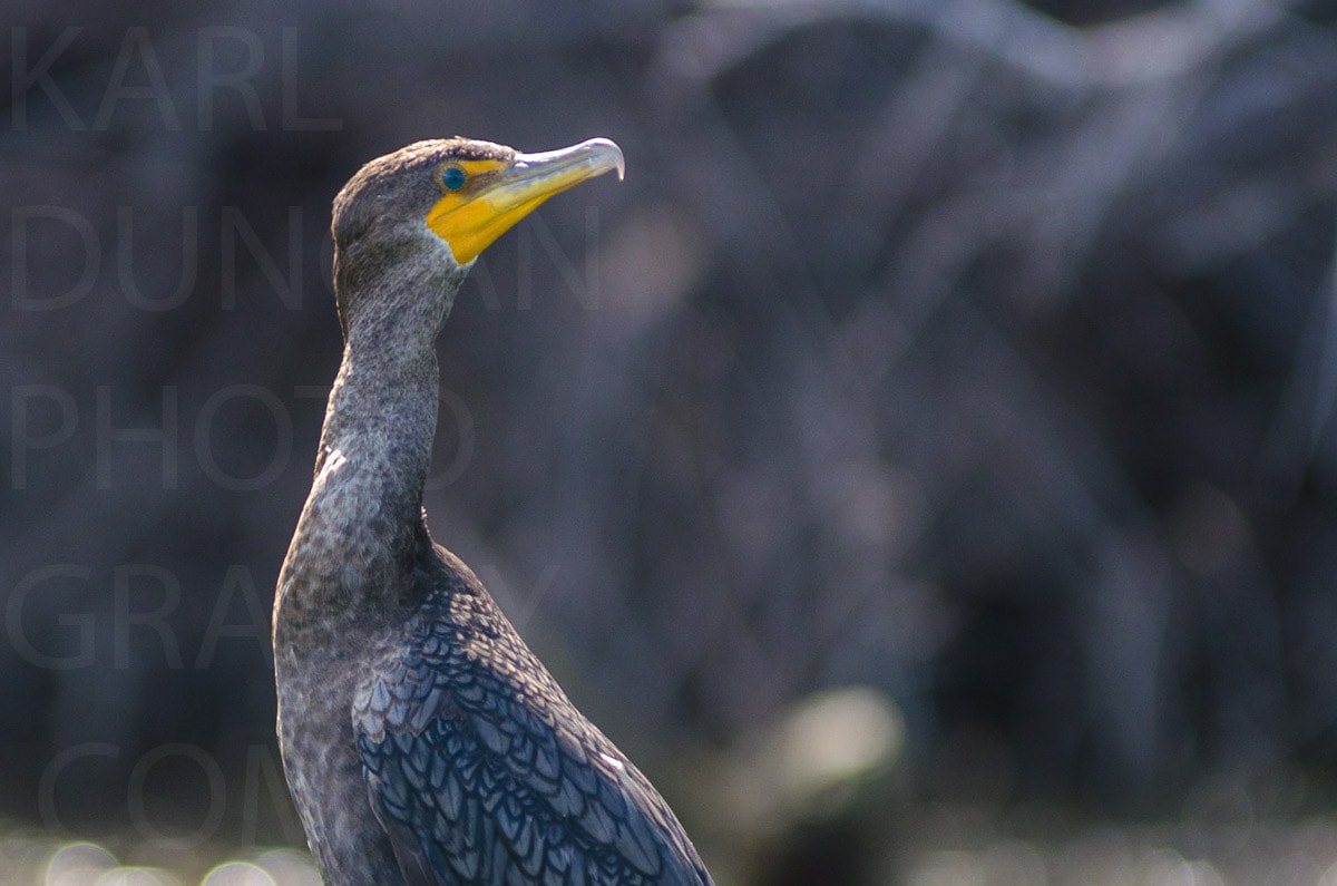 Nature — Karl Duncan Photography