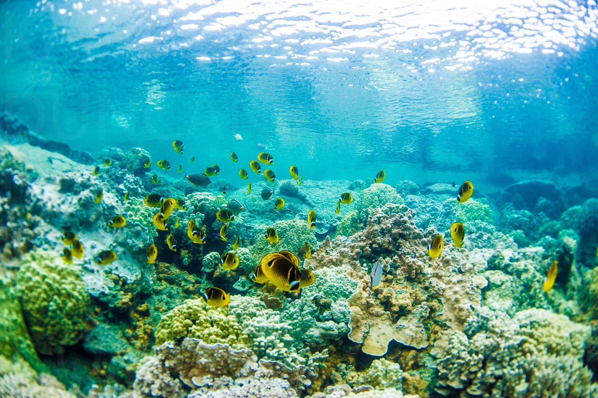 Underwater — Karl Duncan Photography