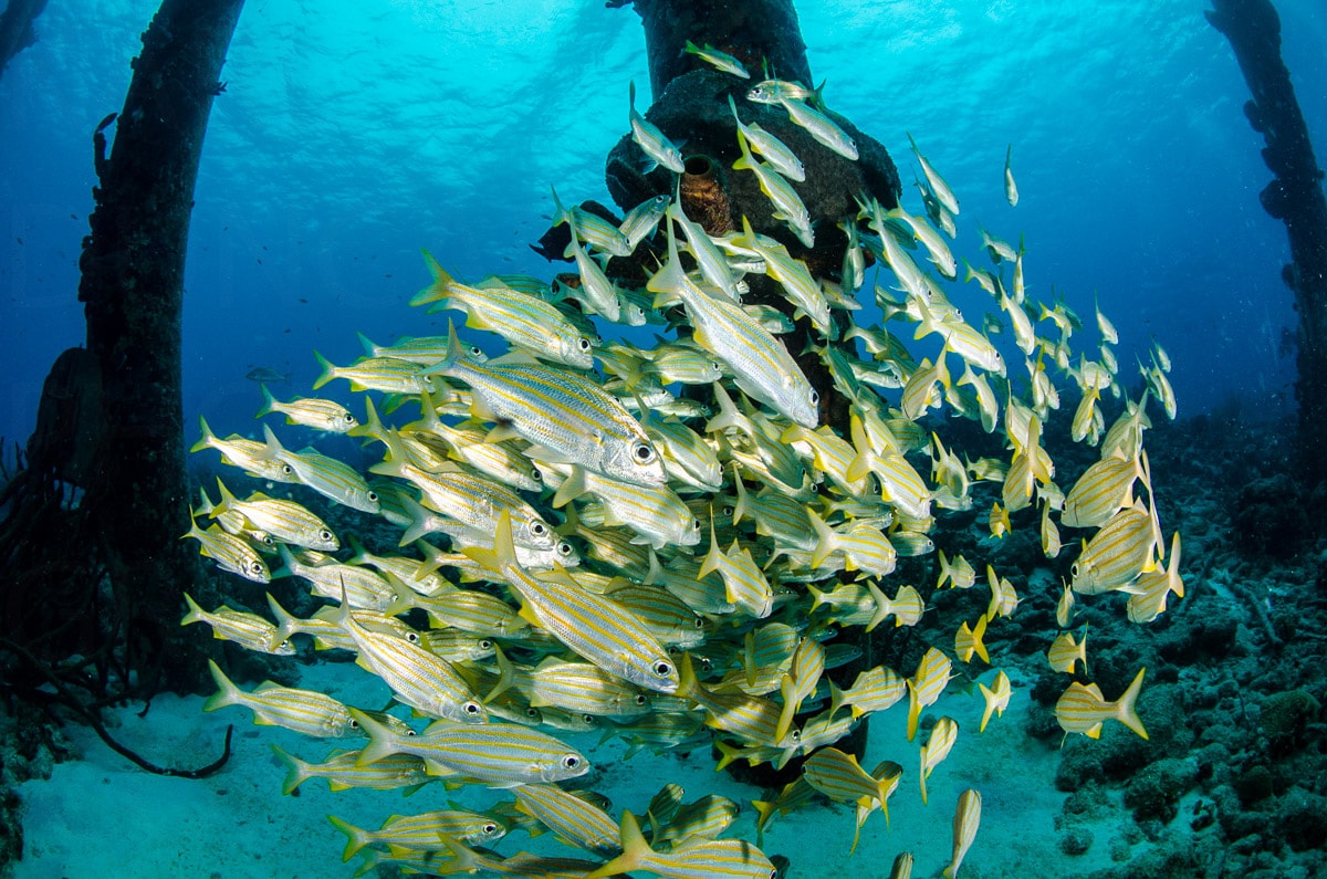 A school of fish underwater — Karl Duncan Photography