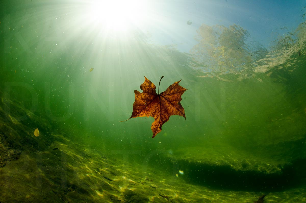 Green water underwater leaf — Karl Duncan Photography