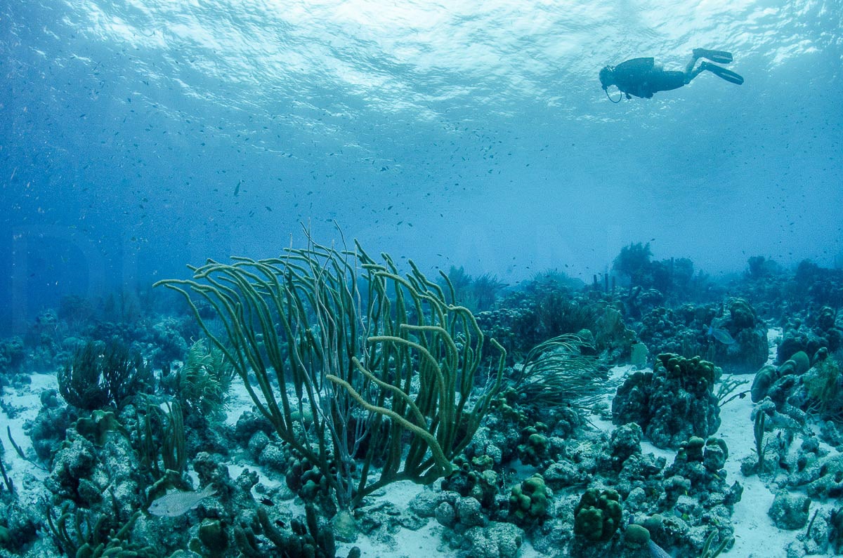 Scuba diver underwater — Karl Duncan Photography