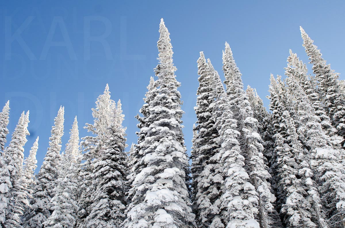 Snow trees — Karl Duncan Photography
