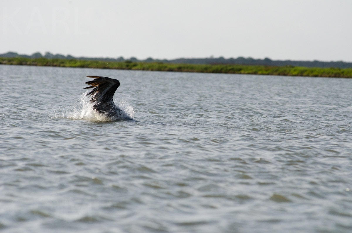 Nature — Karl Duncan Photography
