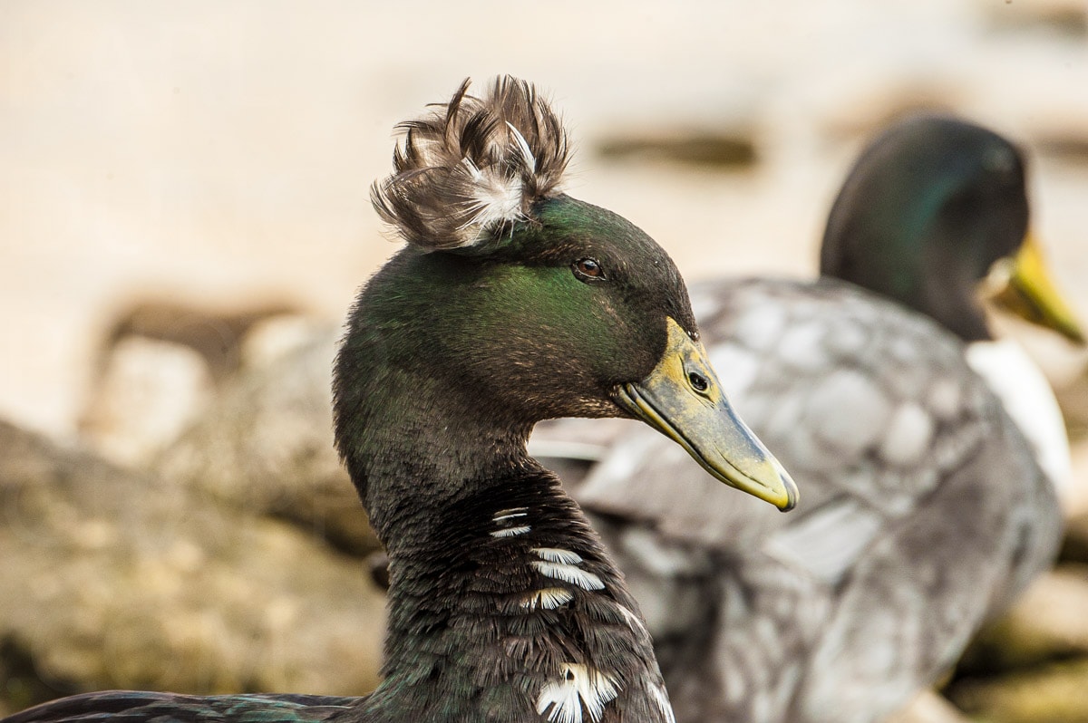 Nature — Karl Duncan Photography