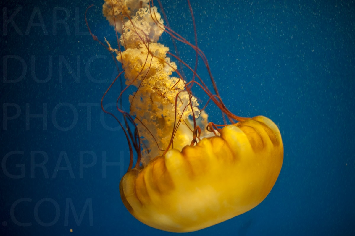 Nature — Karl Duncan Photography