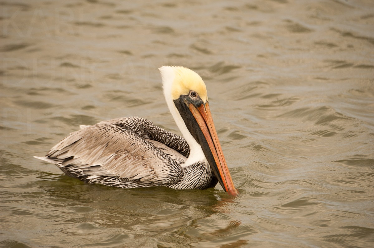 Nature — Karl Duncan Photography