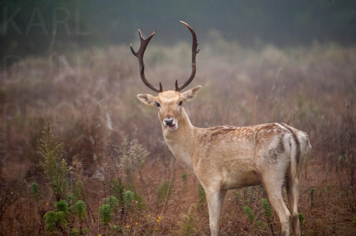 Nature — Karl Duncan Photography