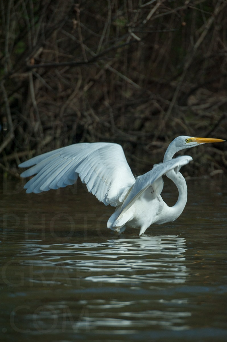 Nature — Karl Duncan Photography