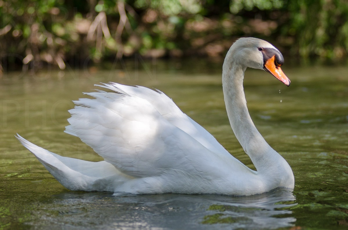 Nature — Karl Duncan Photography