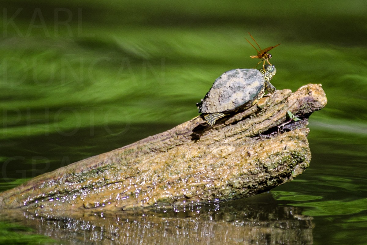 Nature — Karl Duncan Photography