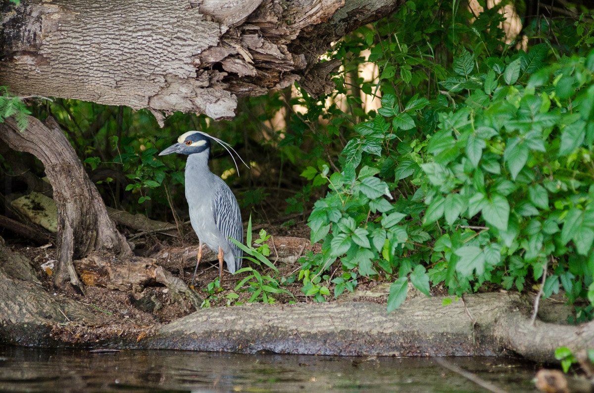 Nature — Karl Duncan Photography