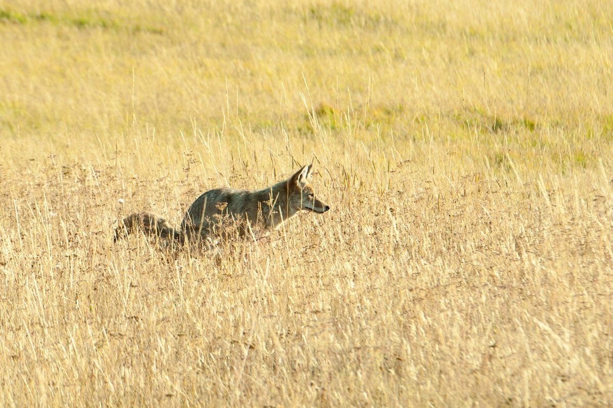 Nature — Karl Duncan Photography