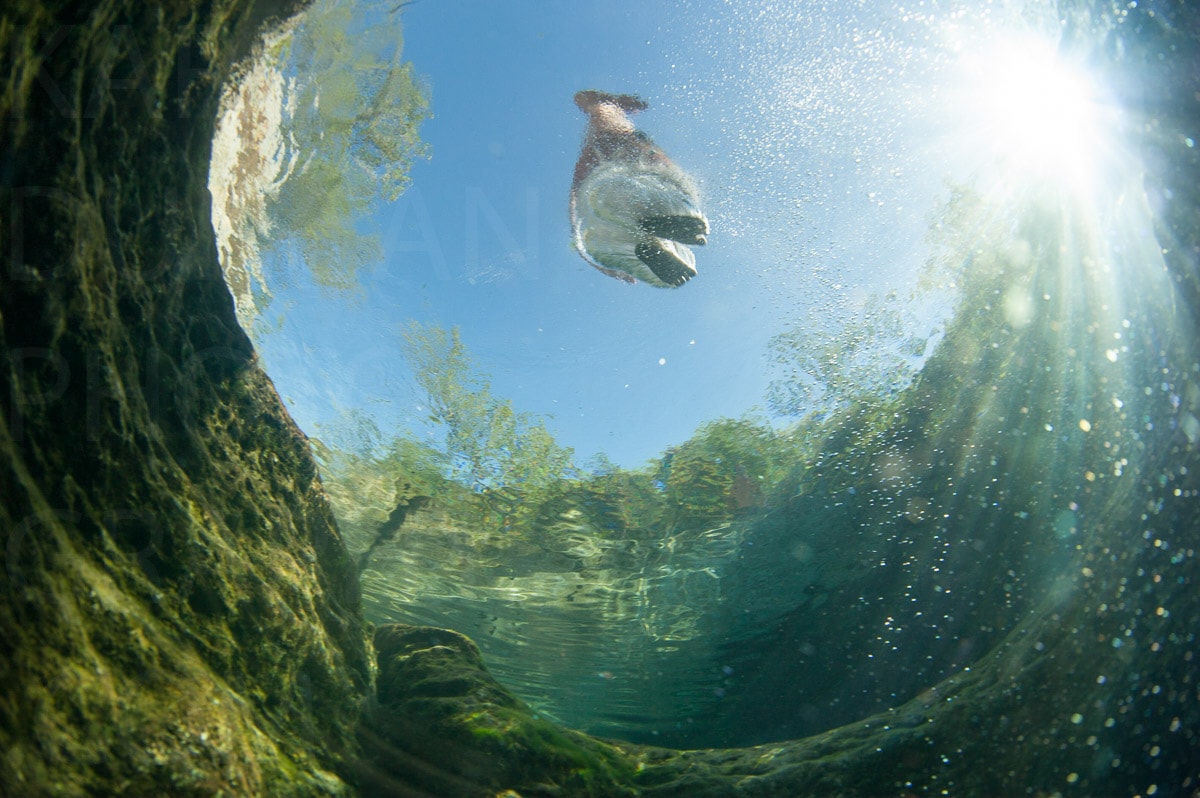 Underwater — Karl Duncan Photography