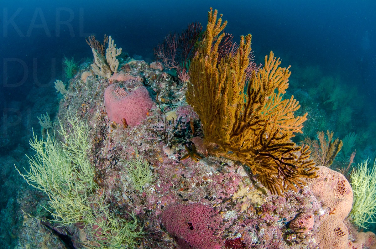 Underwater — Karl Duncan Photography