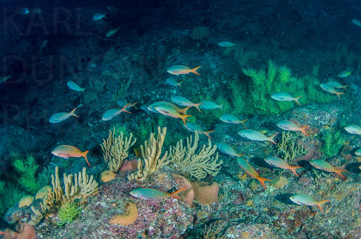 Underwater — Karl Duncan Photography