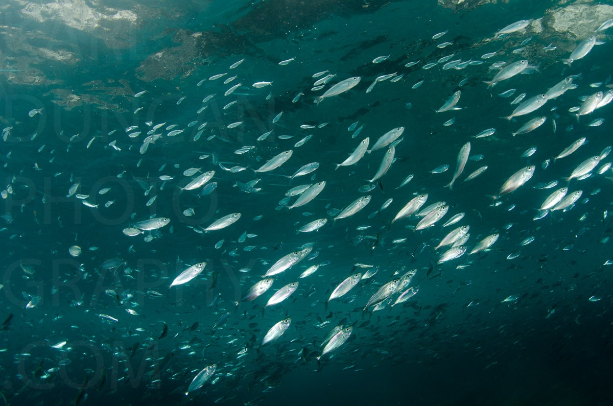 Underwater — Karl Duncan Photography