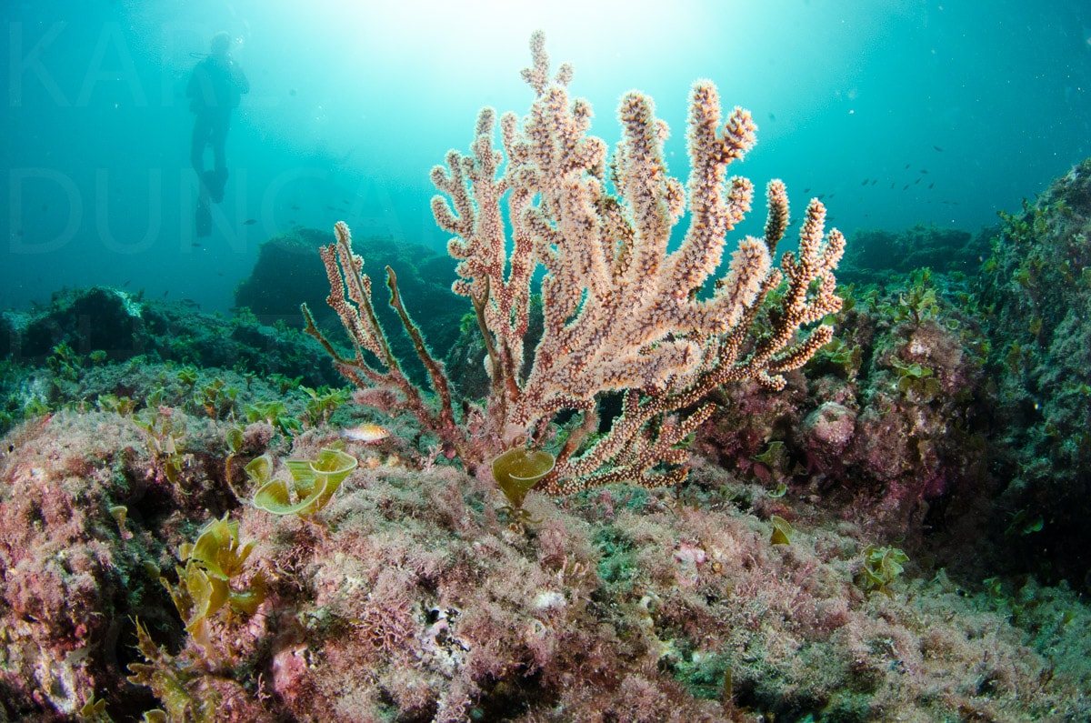 Underwater — Karl Duncan Photography