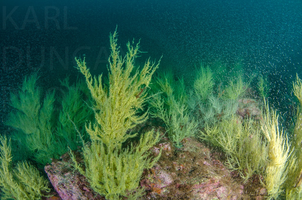 Underwater — Karl Duncan Photography