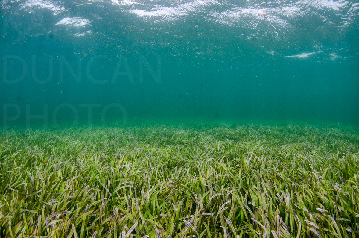 Underwater — Karl Duncan Photography