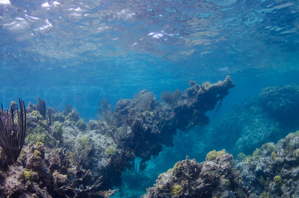 Underwater — Karl Duncan Photography