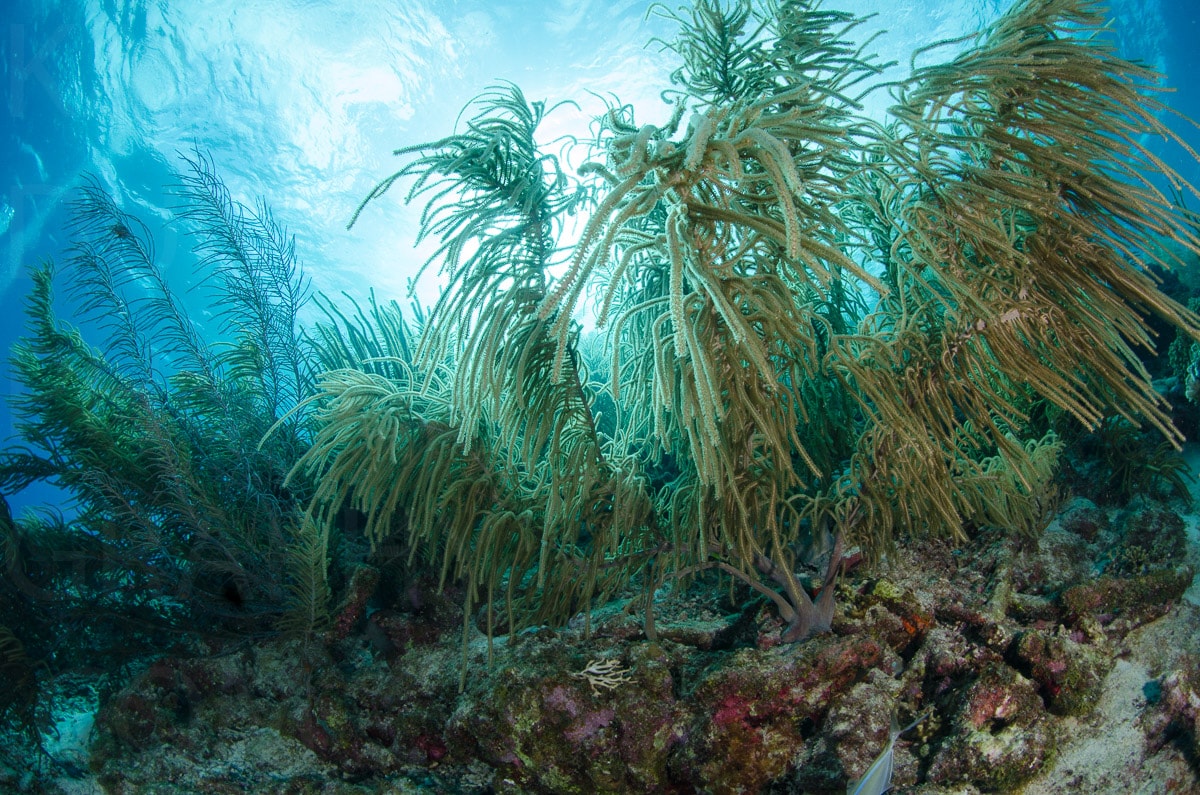 Underwater — Karl Duncan Photography