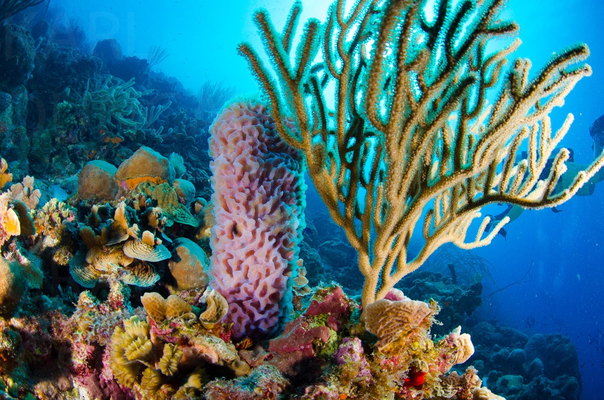 Underwater — Karl Duncan Photography