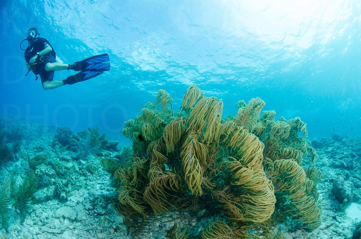 Underwater — Karl Duncan Photography