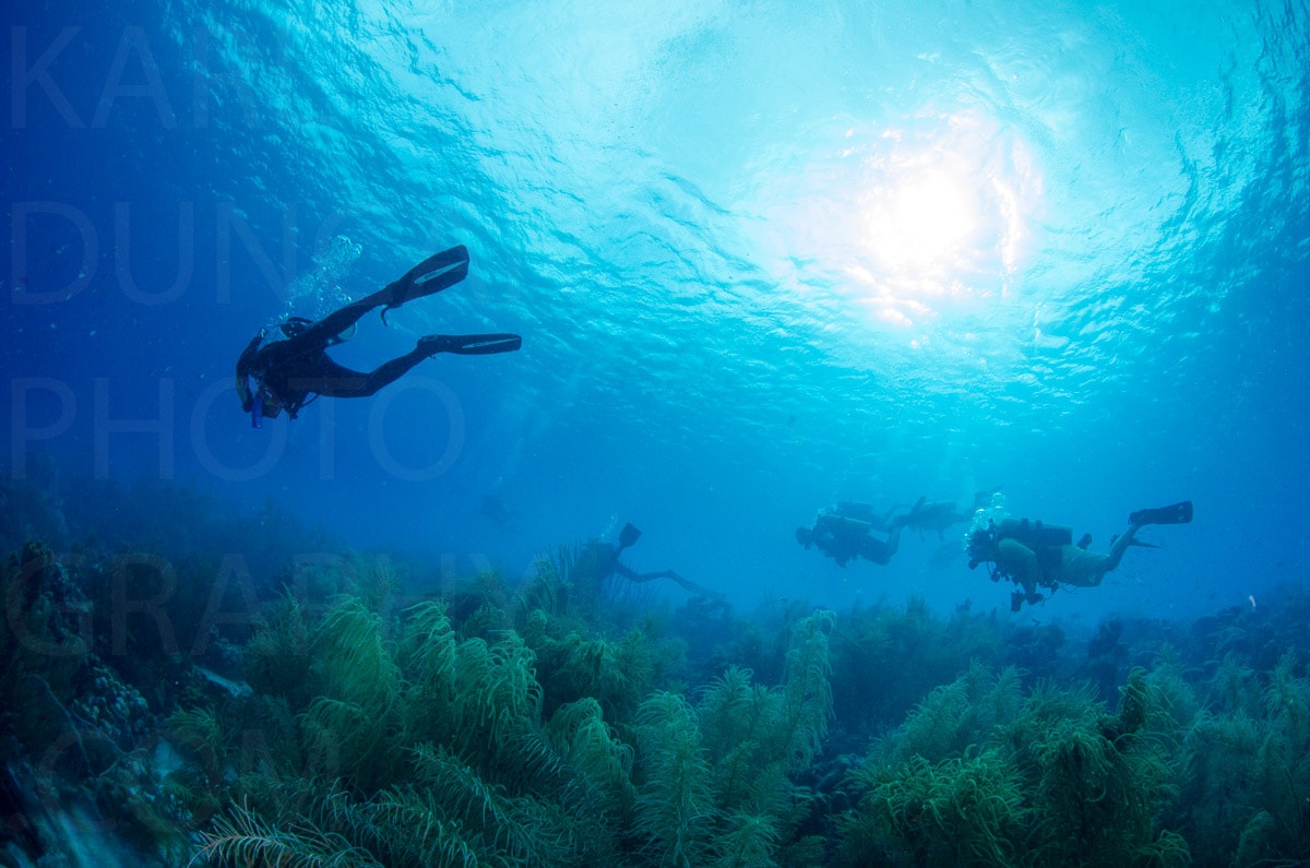 Underwater — Karl Duncan Photography