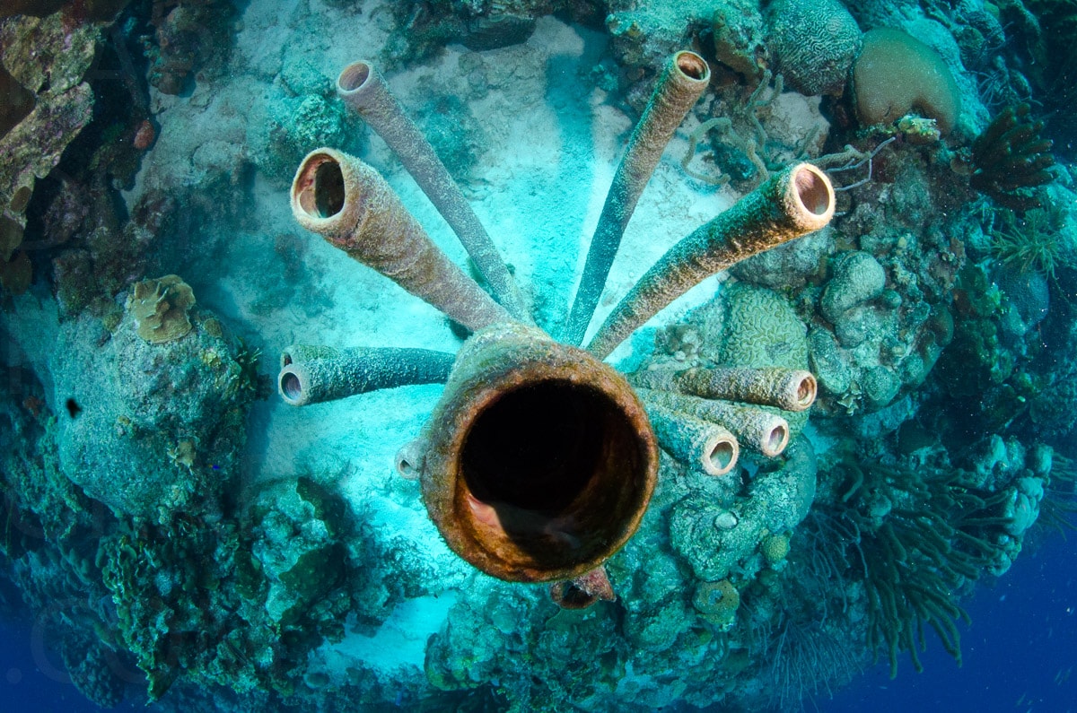 Underwater — Karl Duncan Photography