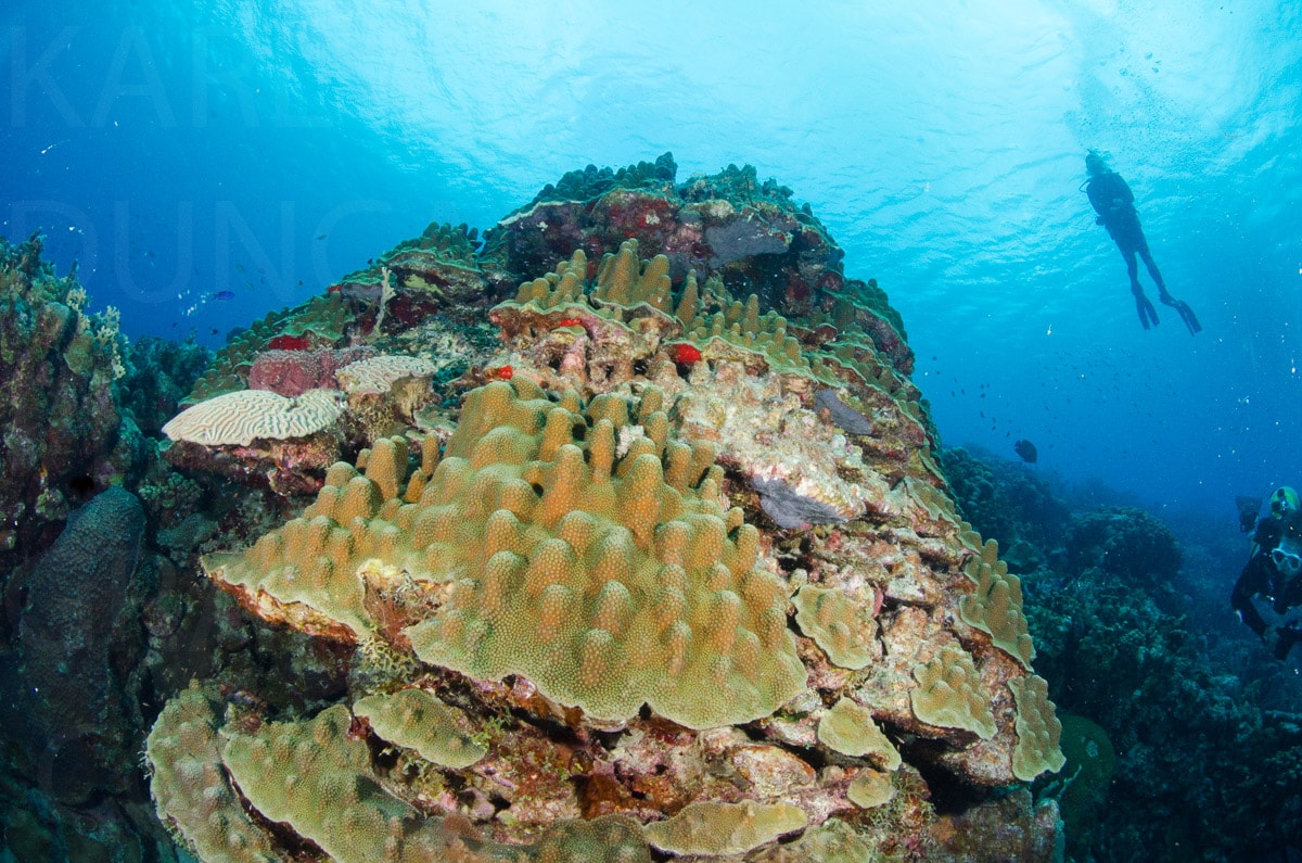 Underwater — Karl Duncan Photography