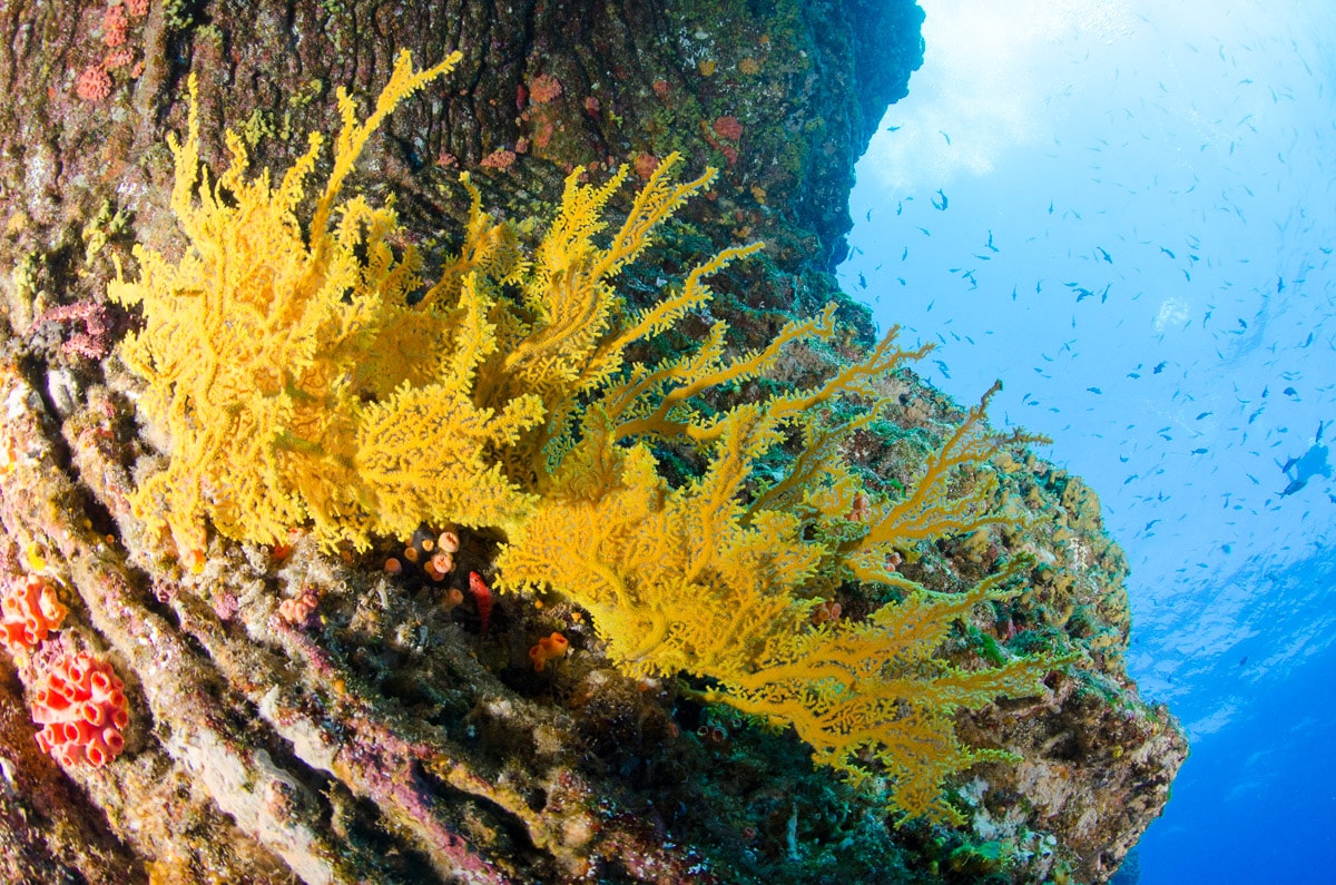 Underwater — Karl Duncan Photography