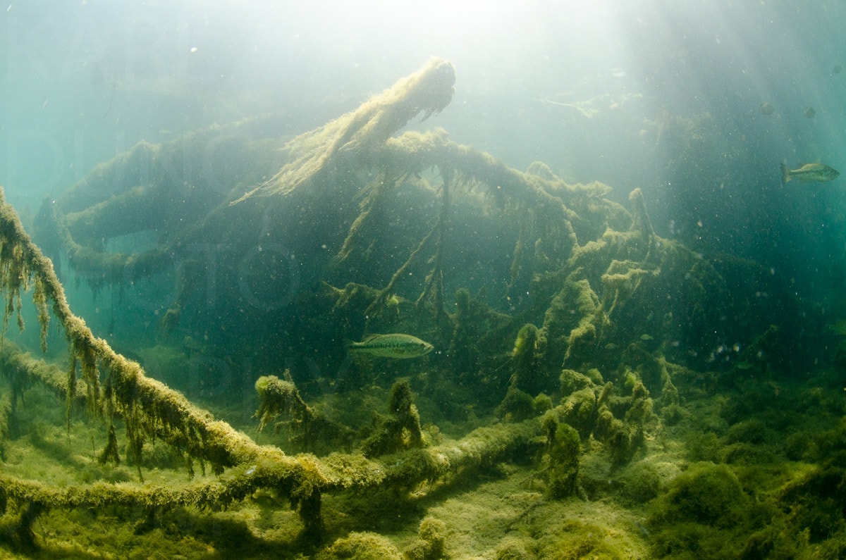 Underwater — Karl Duncan Photography