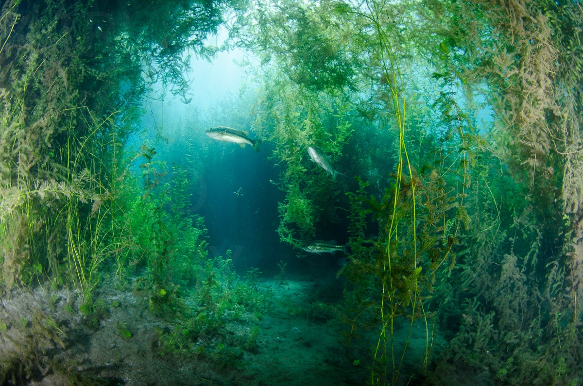 Underwater — Karl Duncan Photography