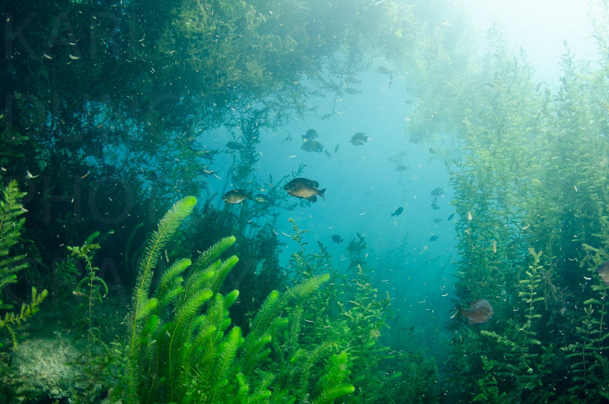 Underwater — Karl Duncan Photography