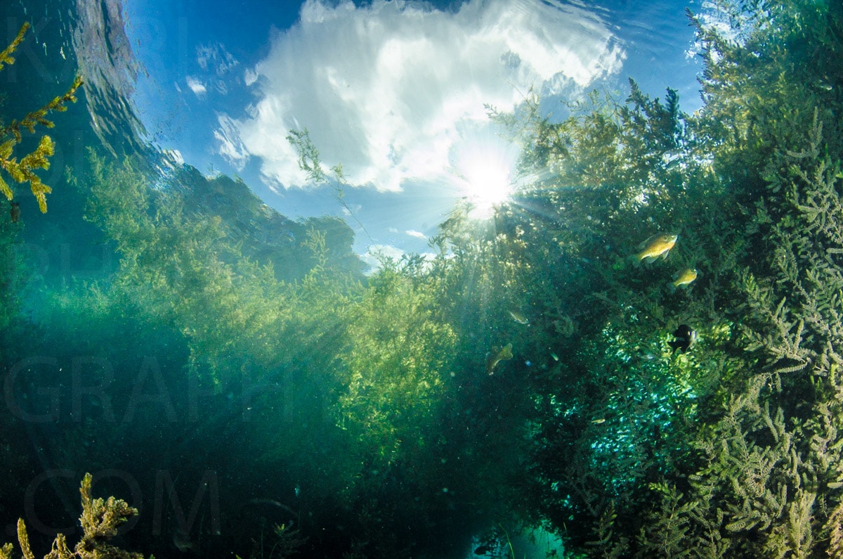 Underwater — Karl Duncan Photography