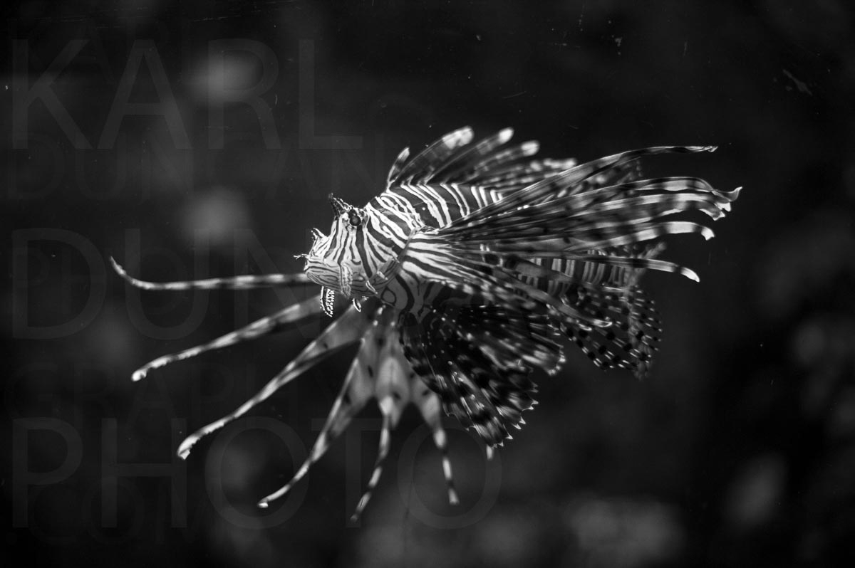 Lion fish black white underwater scroller image by Karl Duncan Photography