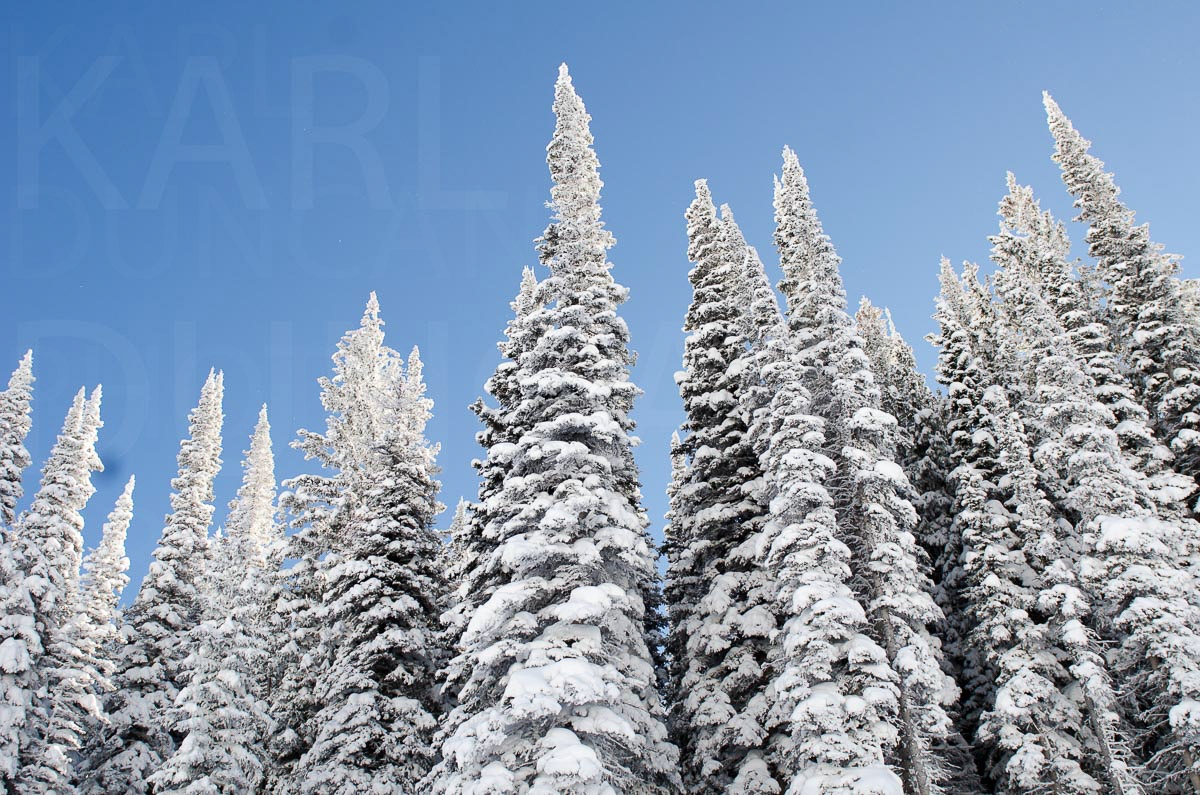 Snow trees scroller image by Karl Duncan Photography
