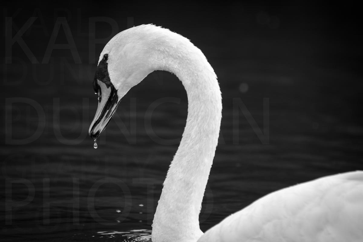 Swan black white scroller image by Karl Duncan Photography